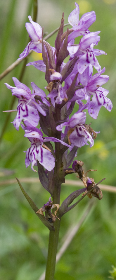 Orchidea da id.  (Dactylorhiza maculata s.l.)